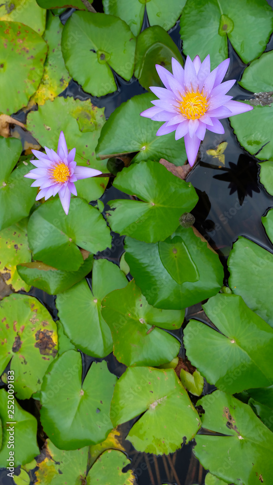 Two purple lotuses blooming, with background of many green lotus leaves. Top view. Two purple lotuses blooming, with background of many green lotus leaves. Top view.