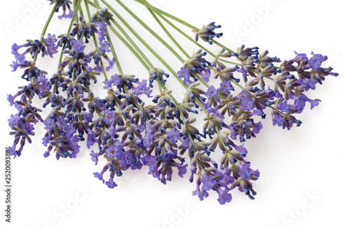 Lavender flowers isolated on white