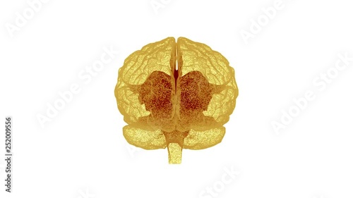 Brain binding of cells to White Background loop photo