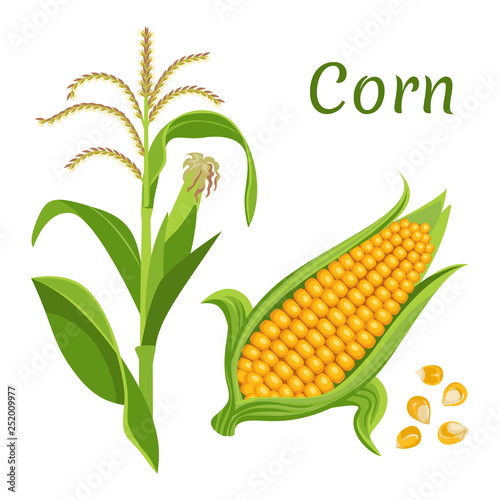 Vector yellow corn with green leaves and grains isolated on white background. Bright illustration of fresh vegetable in flat style. Icon, sticker, label, poster.