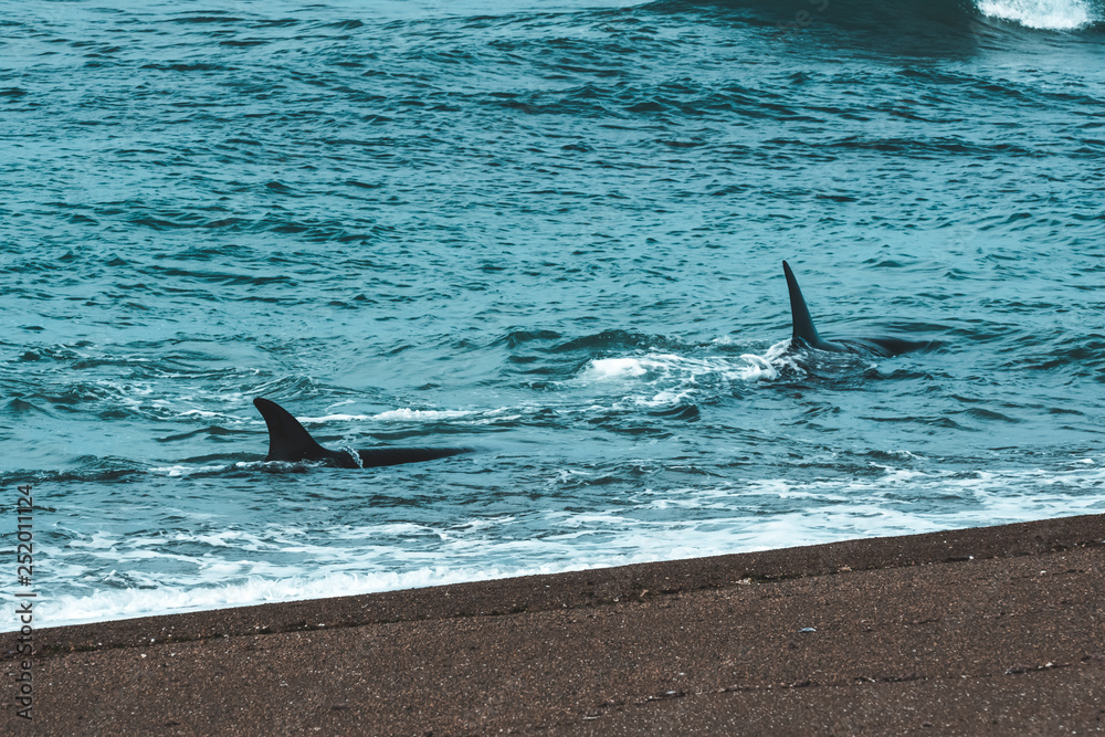 Obraz premium Orcas hunting sea lions, Patagonia , Argentina