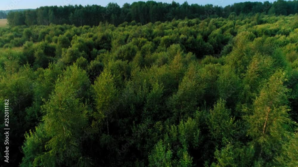 Flying over beautiful green tall trees at forest park in summer day natural landscape aerial shot Flying over beautiful green tall trees at forest park in summer day natural landscape aerial shot