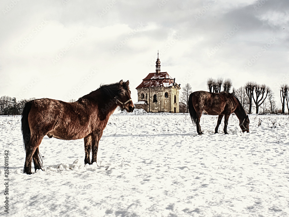 Brown horse feed on meadow in winter day Brown horse feed on meadow in winter day