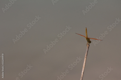 Lone Dragonfly on a stick sitting by the water © Phil