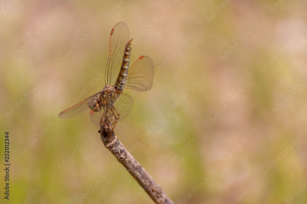 Lone Dragonfly on a stick sitting by the water