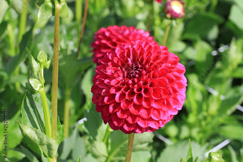 Pompon dahlia Downham Royal