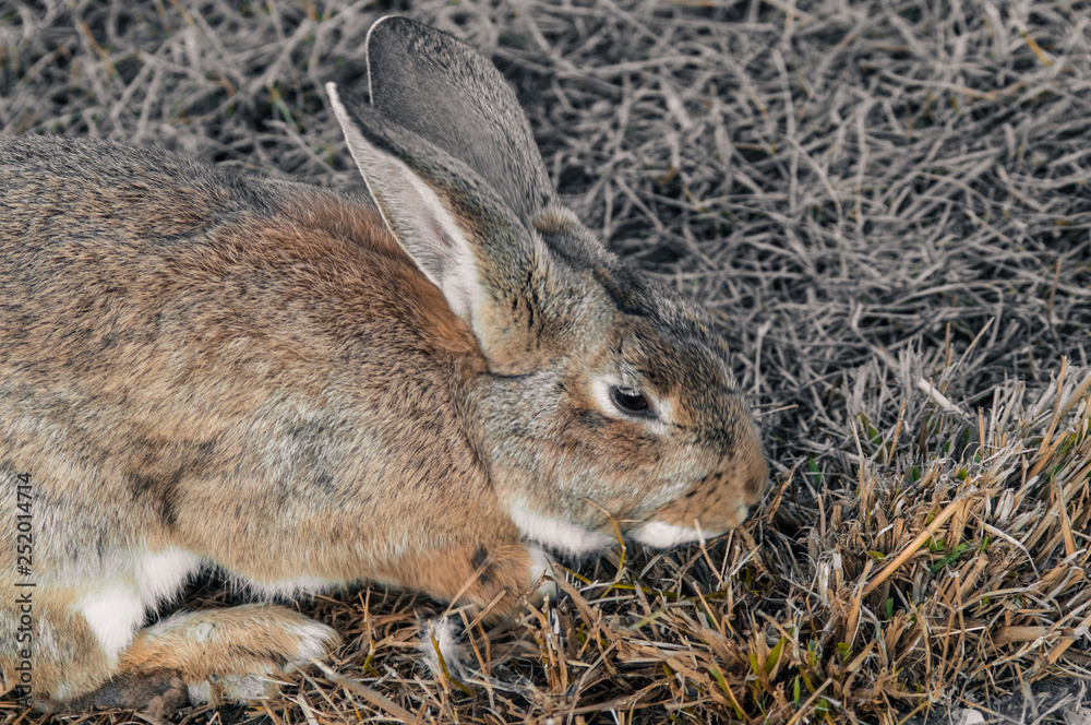 Fototapeta premium rabbit in the park on the grass