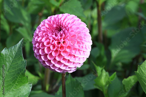 Pompon dahlia Westerton Folly 