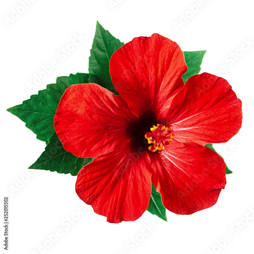 Red hibiscus flower isolated on white background with clipping path © alexsfoto