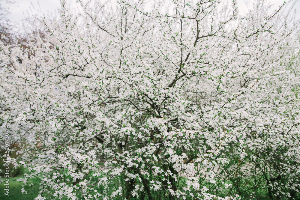 Bush blooming apple trees with young leaves in spring Bush blooming apple trees with young leaves in spring