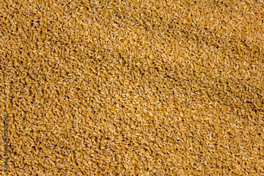 dry yellow wheat grains close-up. natural surface texture dry yellow wheat grains close-up. natural surface texture