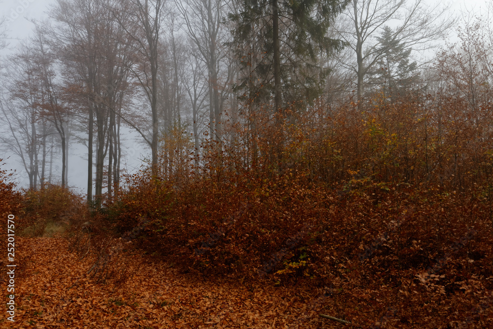 Obraz premium Jesień 2018 w Beskidach