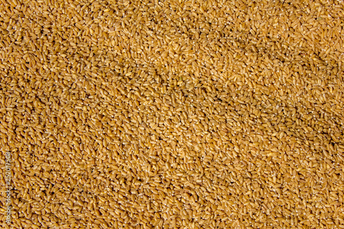 dry yellow wheat grains close-up. natural surface texture