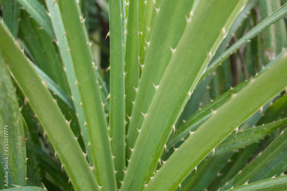 Fototapeta premium fresh green aloe leaves close up on a blurred background of a bush