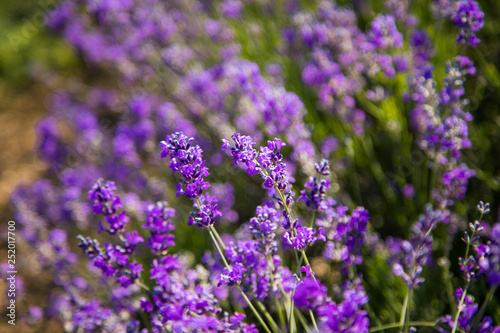 Flowers in the lavender fields in the Provence mountains