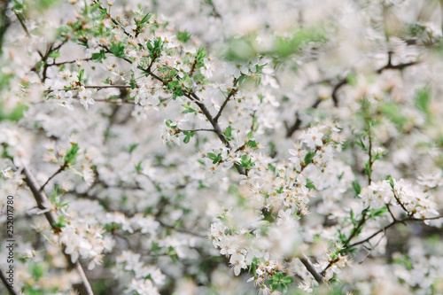 A branch of a blossoming apple tree with young leaves in spring against a sky. Card for Mother's Day or Easter