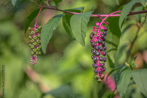 Detailed view of a Coomom Pokeweed, Phytolacca, blurred background