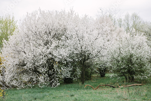 Bush blooming apple trees with young leaves in spring