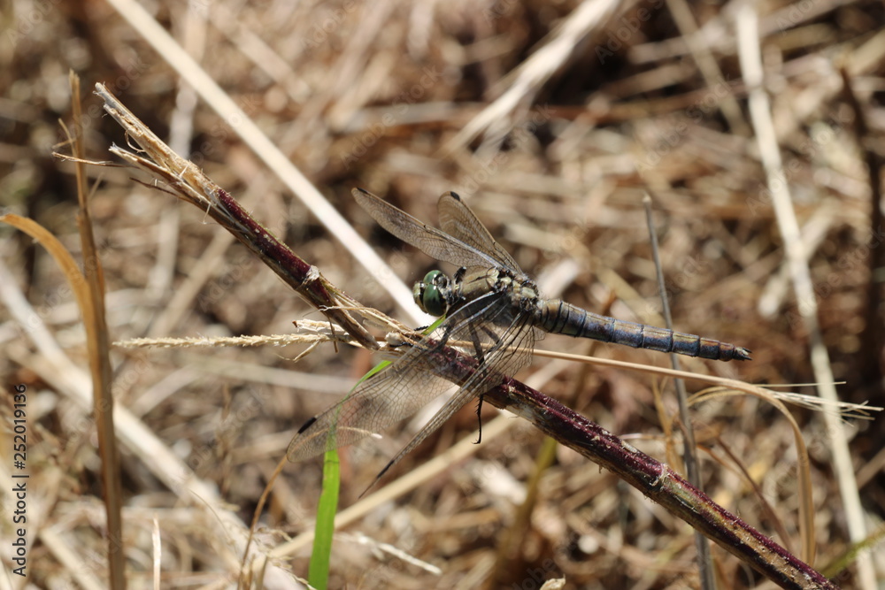 Südlicher Blaupfeil - Orthetrum brunneum Südlicher Blaupfeil - Orthetrum brunneum