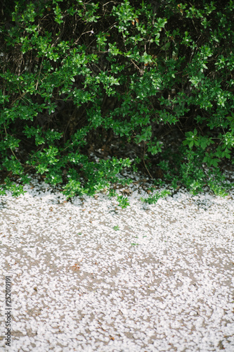 Branches with young green leaves and white fallen petals of spring flowers. View from above. Space for text