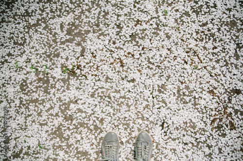 Feet of a girl in gray sneakers against the background of fallen petals of the apple tree. View from above