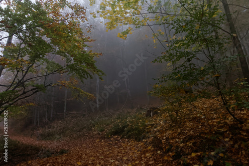 Fototapeta Naklejka Na Ścianę i Meble -  Jesień 2018 w Beskidach