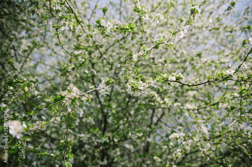 Bush blooming apple trees with young leaves in spring