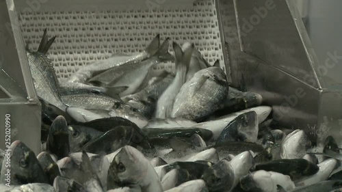fish farm, fish factory, frozen fish, processing fish, lots of sea bass, fish factory process, lots of frozen fish at the factory, sea bass