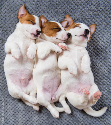 Cute puppies sleeping with their paws up on a gray background.