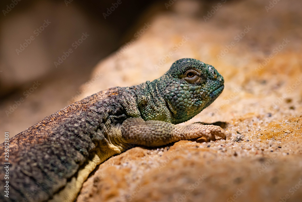 Obraz premium Thorn Tail Agama II
