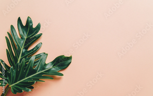 Monstera leave on color background