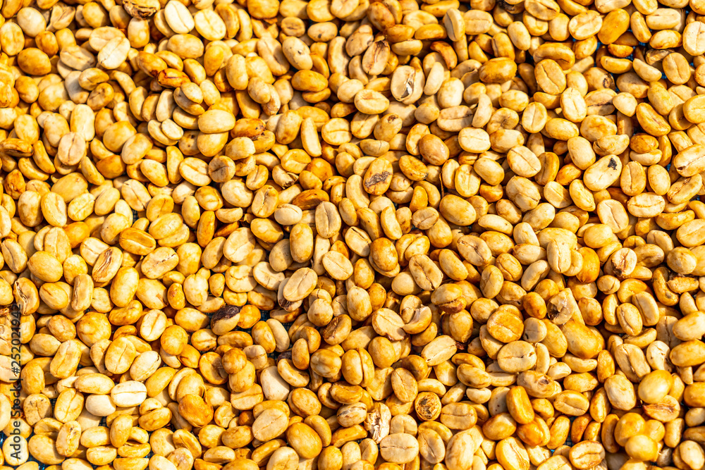 dry coffee beans with sunlight