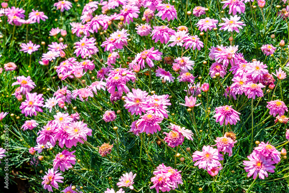 Fototapeta premium beautiful daisy flowers