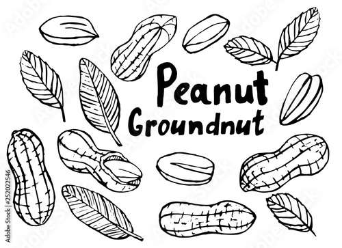 A set of sketches of peanuts.
