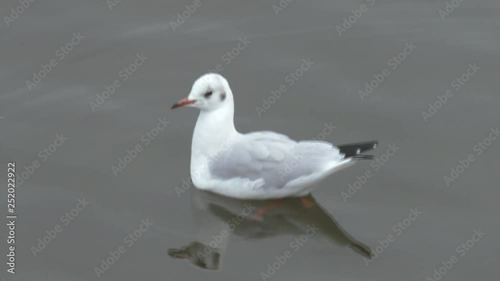 Seagull posing against the backdrop of the sea. Seagull posing against the backdrop of the sea.