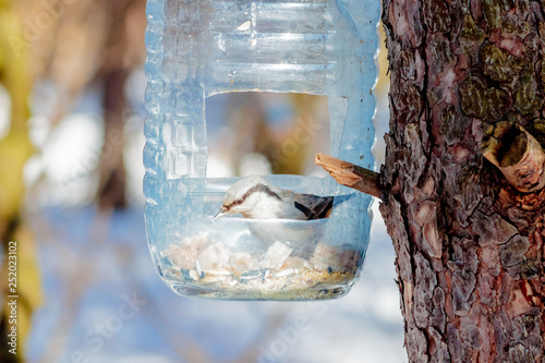 Canvas Print hungry wild bird nuthatch on a tree in spring forest