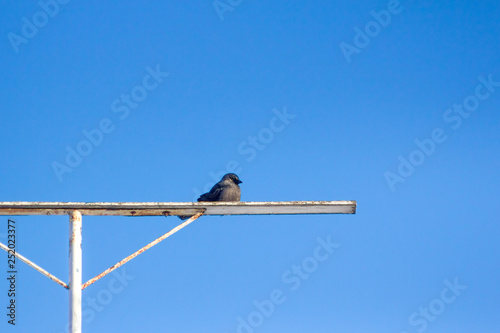Obraz na plátně hungry wild bird  jackdaw on a blue sky