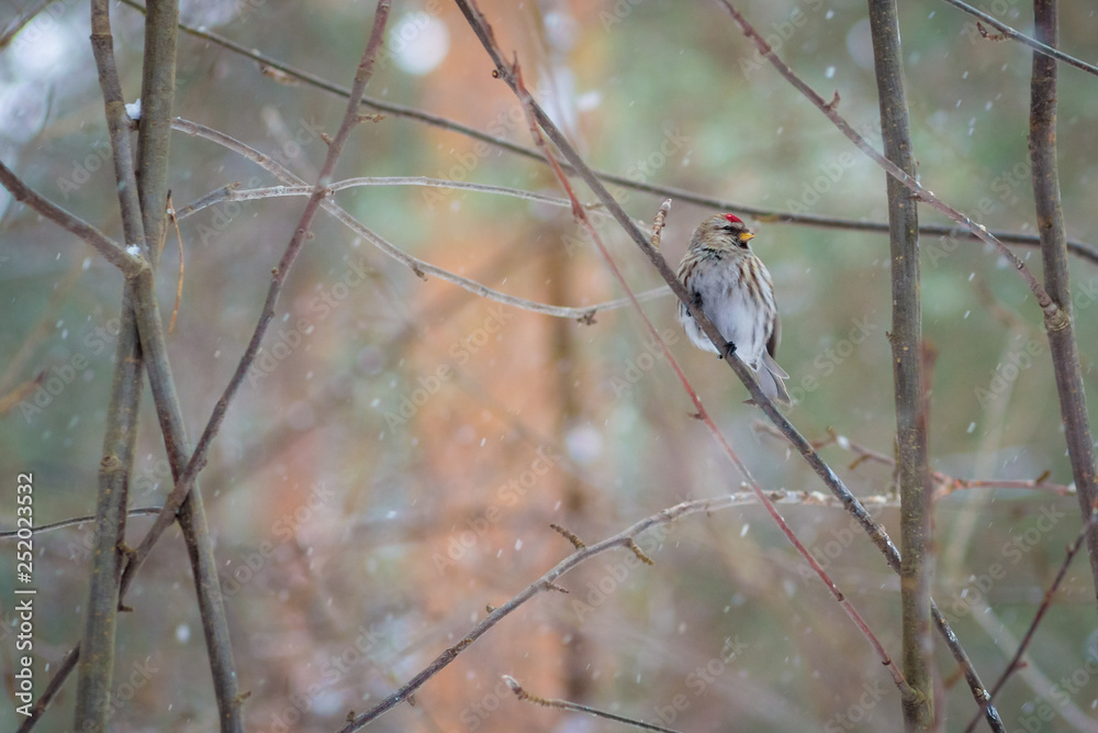 Fotografie hungry wild bird  redpoll on a tree in spring forest