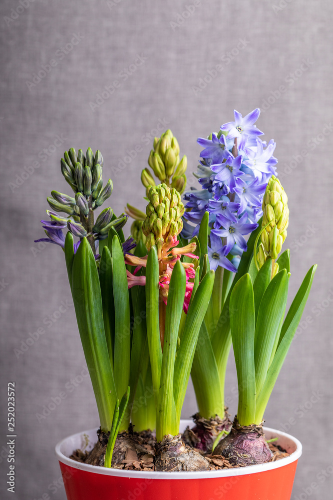 Beautiful colored hyacinths on gray background