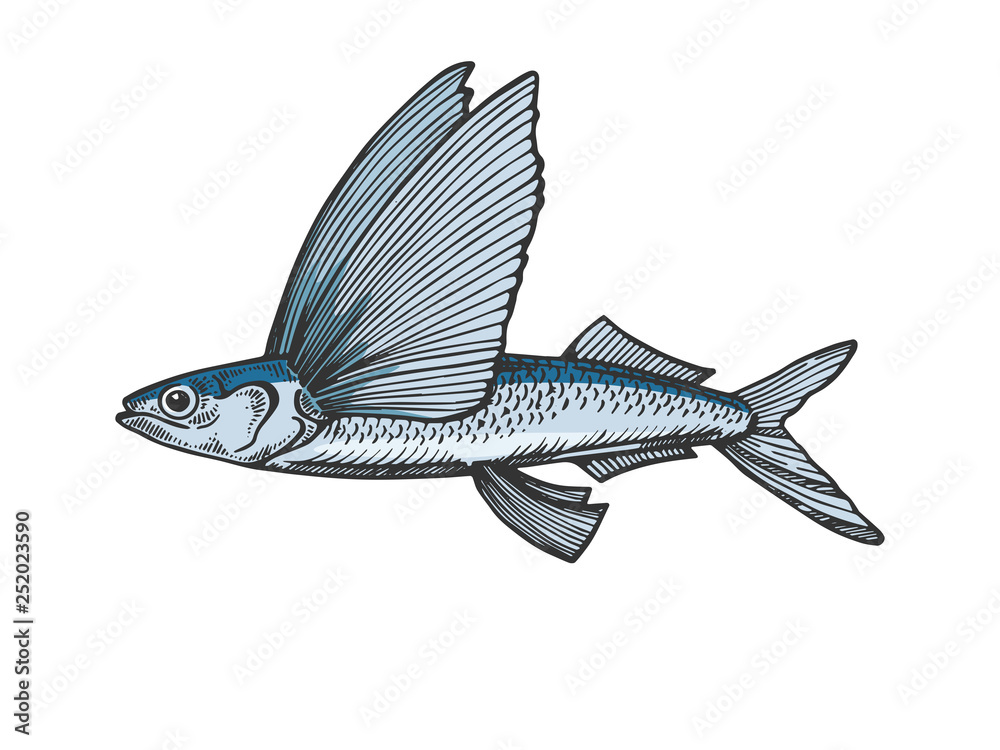flying fish clip art