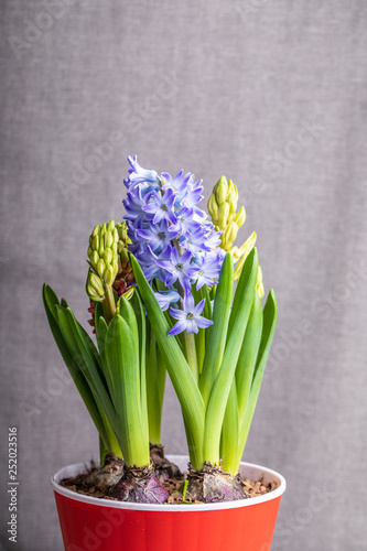 Beautiful colored hyacinths on gray background