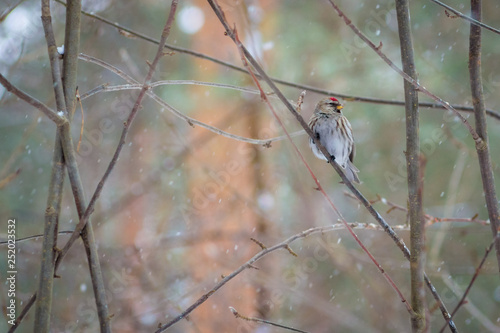 Fotografie hungry wild bird  redpoll on a tree in spring forest