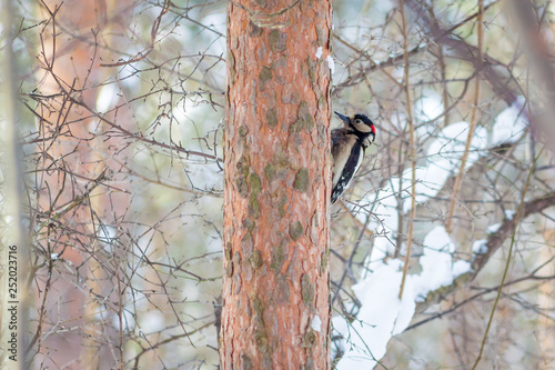 фотографія hungry wild bird woodpecker on a tree in spring forest