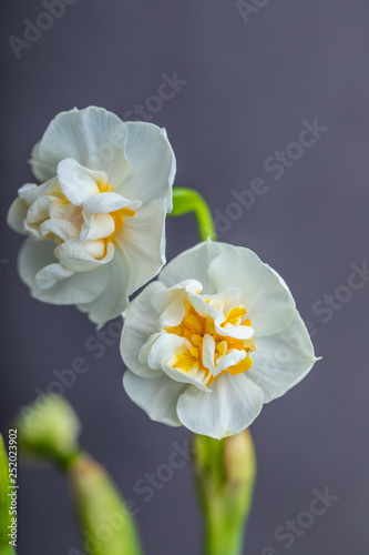 Beautiful white hyacinths on gray background