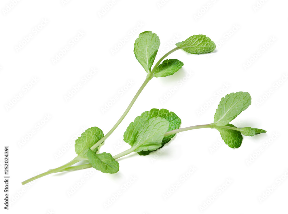 Sprig of mint on a white isolated background. Side view from above. Close-up. Sprig of mint on a white isolated background. Side view from above. Close-up.
