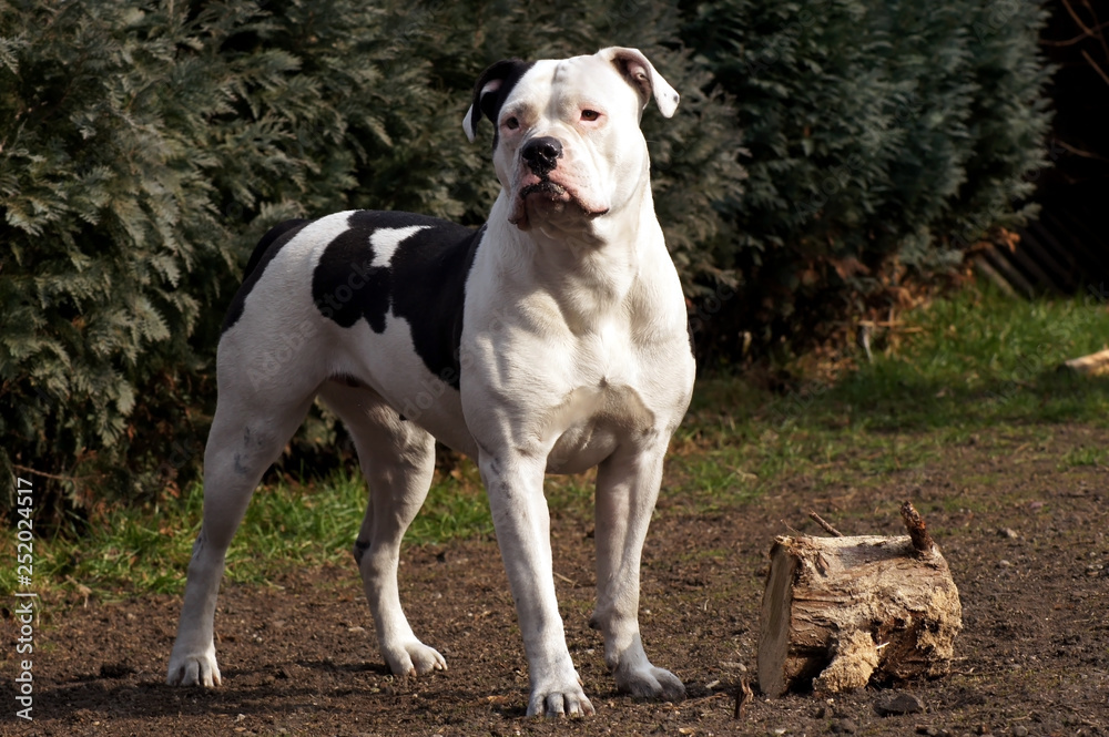 Amerikanische Bulldogge im Garten mit Holz