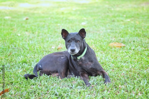 black dog on green grass. Thai breed dog