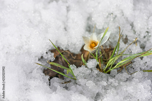 Snowdrop. Snow. Spring. photo