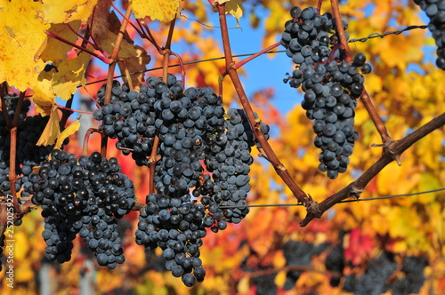 wineyard near retz, weinviertel, lower austria photo