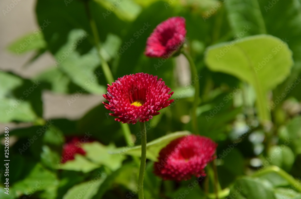 Rote Blümchen mit grünen Blättern im verschwommenen Hintergrund / Red flowers with green leaves in the blurred background Rote Blümchen mit grünen Blättern im verschwommenen Hintergrund / Red flowers with green leaves in the blurred background
